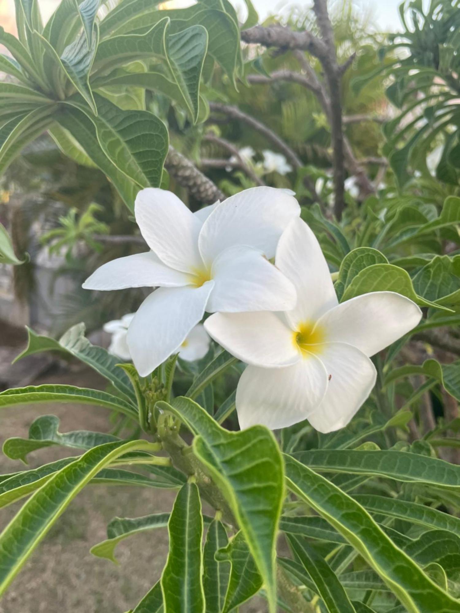 Villa Caraibes Sainte-Luce Luaran gambar